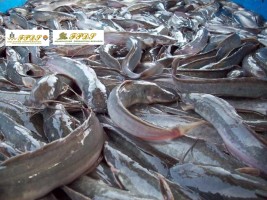 FPDS Holdings Corp. Live African Cat Fish Products from Philippines